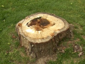 TREESTUMP