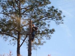 (Climbing) Tree Removal - In Progress