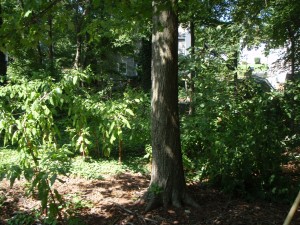 backyard-brush-removal-natural-area-maintained-(landscaping-tree-clearing)-1