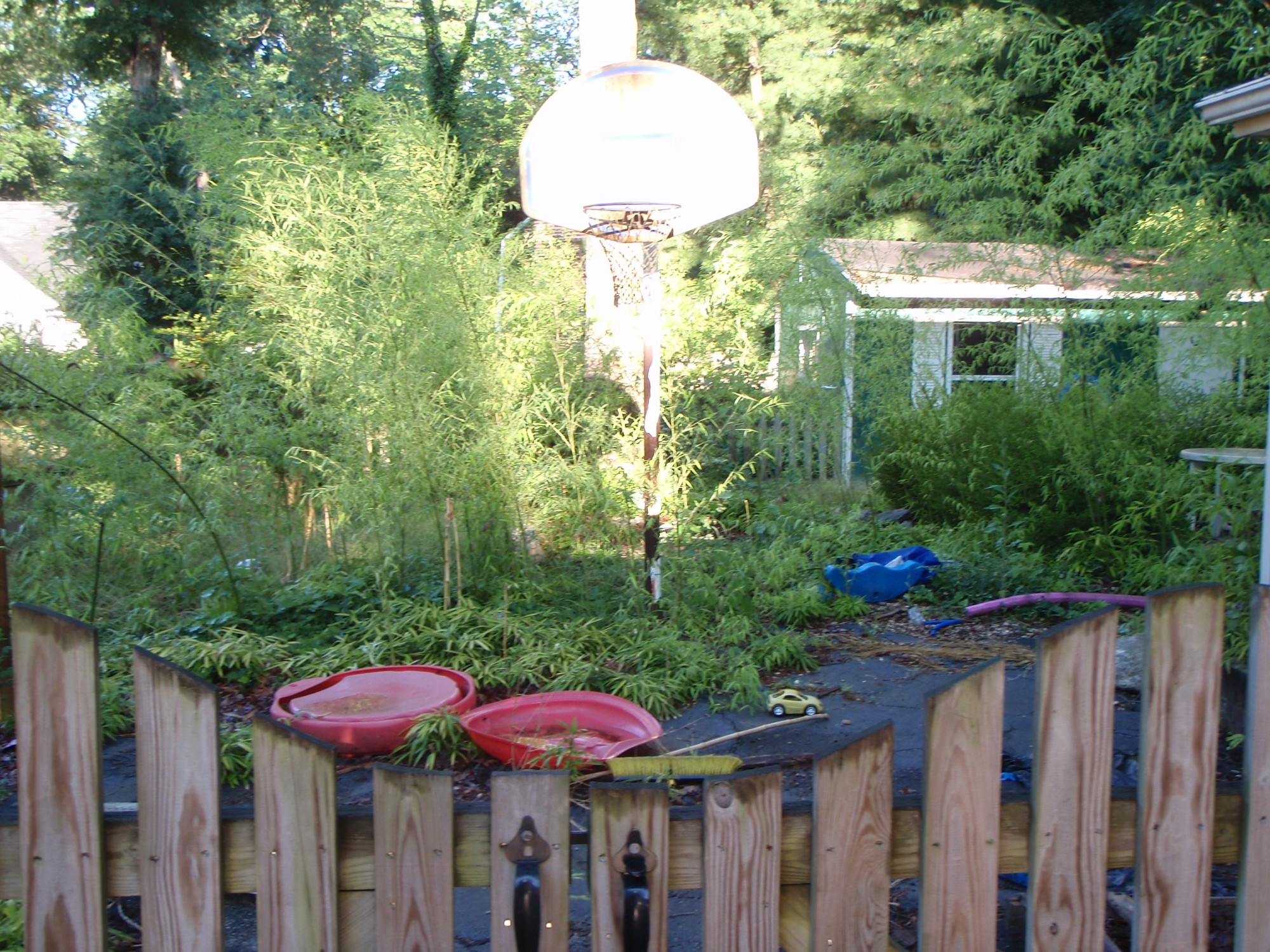 bambooremoval2 White Oak Landscaping & Grading, LLC