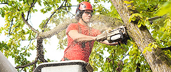 tree removal richmond va